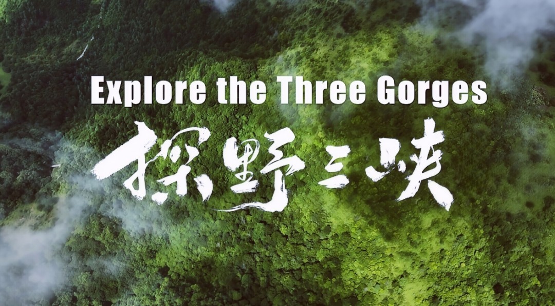 Explore the Three Gorges: Safeguarding life in the heart of the Yangtze River