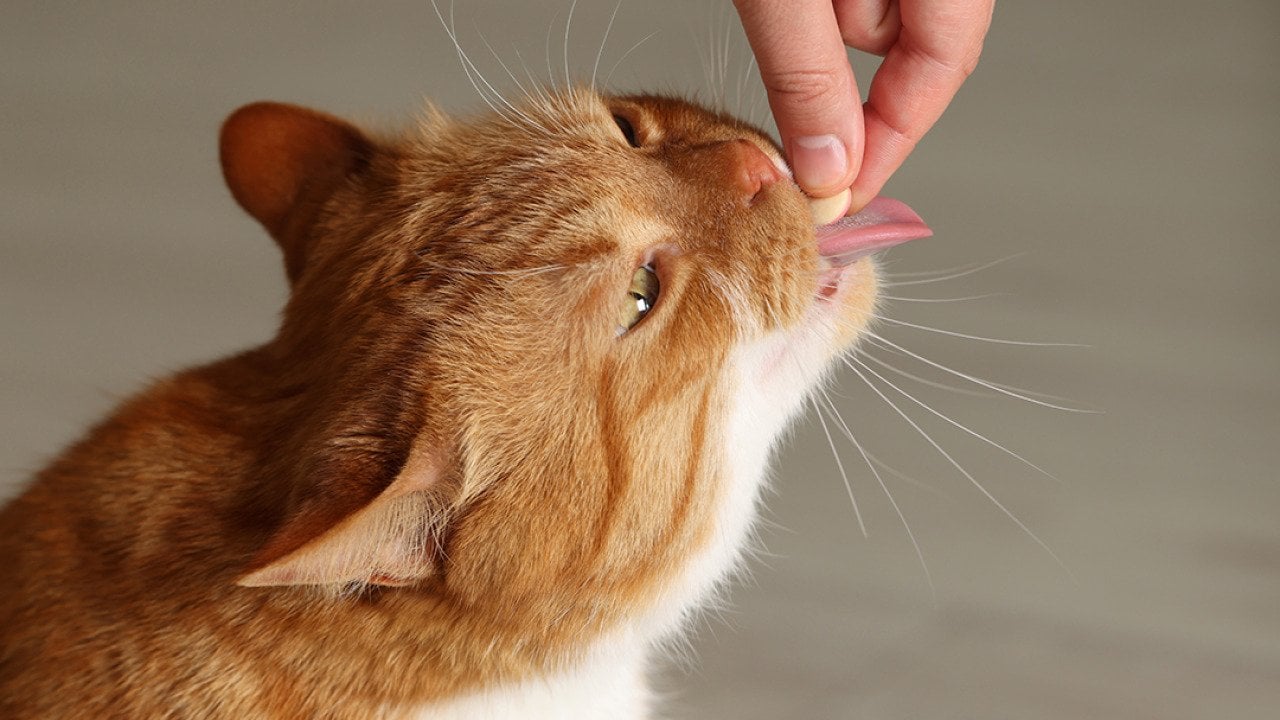 Prescription medication costs are adding up for pet owners